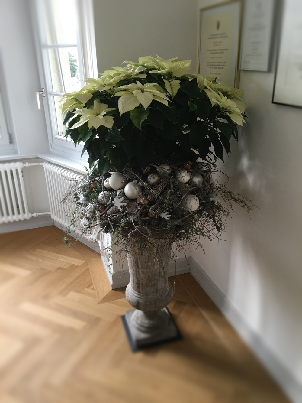  Weihnachtsstern mit Adventsdekoration 
